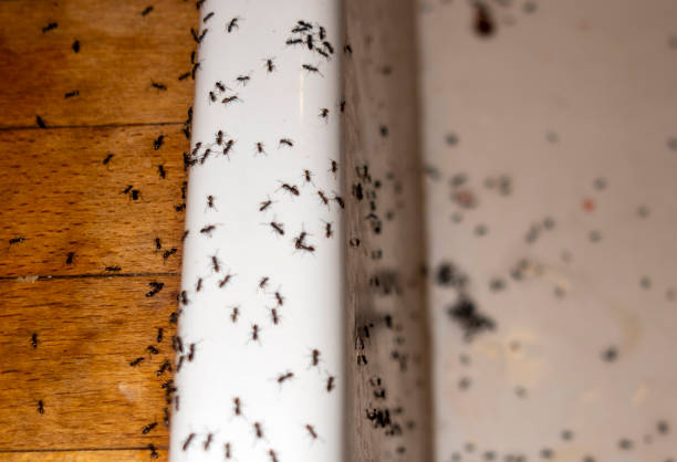 Best Best Pest Control Companies  in Lincolndale, NY